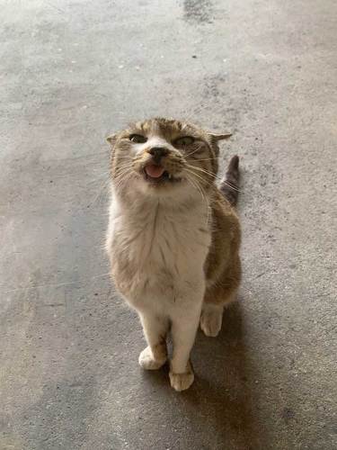 ガレージ 寝た結果 野良 猫 集まる 暖を取る 寝袋