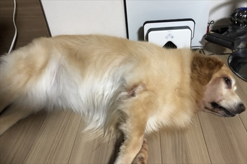 自分の痛みにだけ敏感なワンちゃん