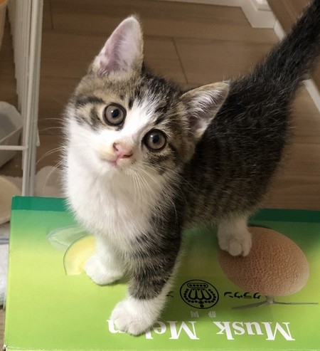 自分の痛みにだけ敏感なワンちゃん