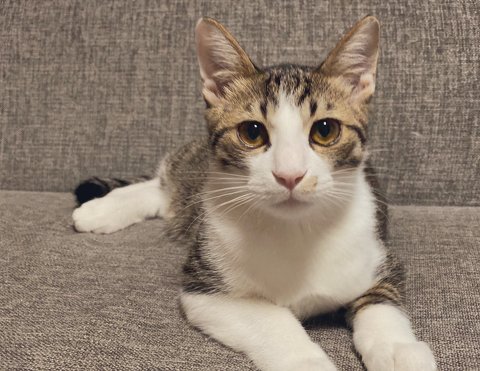 自分の痛みにだけ敏感なワンちゃん