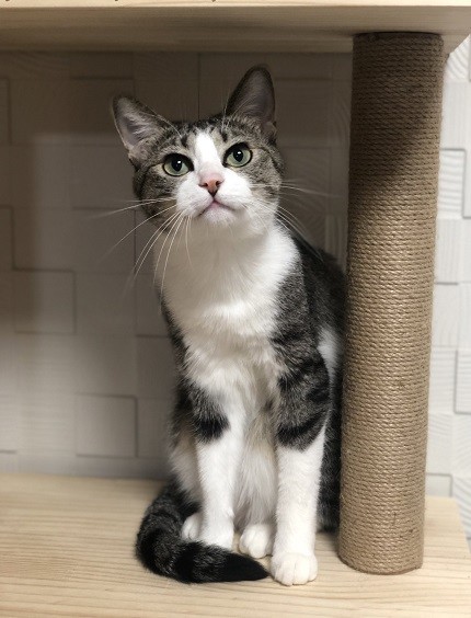 自分の痛みにだけ敏感なワンちゃん