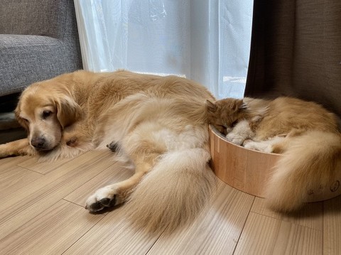 自分の痛みにだけ敏感なワンちゃん