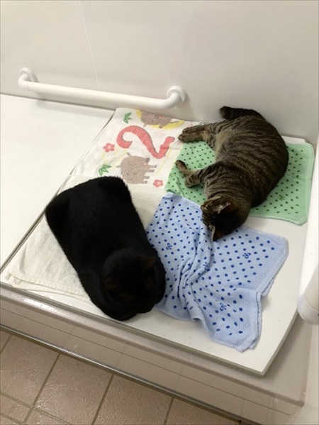 【確認用】猫ちゃん様 楽天市場】【4冊セット】毎日脳活スペシャル 超にゃん問！ ね