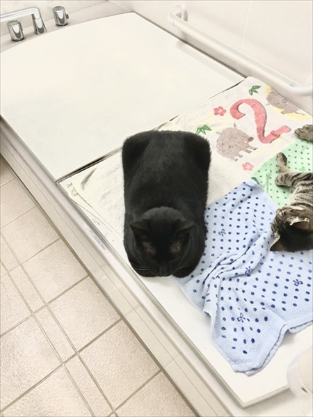 四角い猫ちゃん