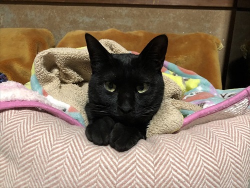 四角い猫ちゃん