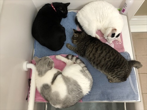 四角い猫ちゃん