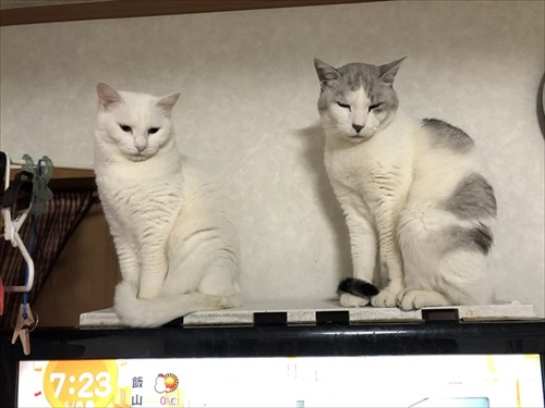 四角い猫ちゃん