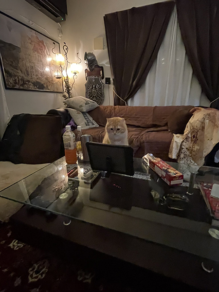オンラインと猫