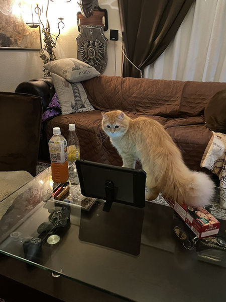 しっぽをこちらに向けるエマちゃん