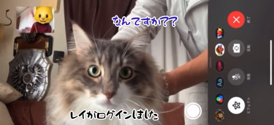 レイくんログイン