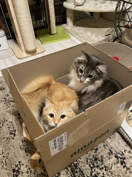 箱入りレイエマちゃん