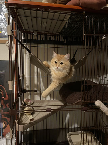 ハンモックエマちゃん