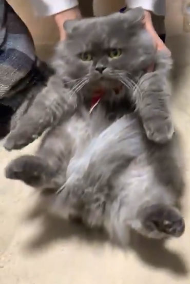 猫