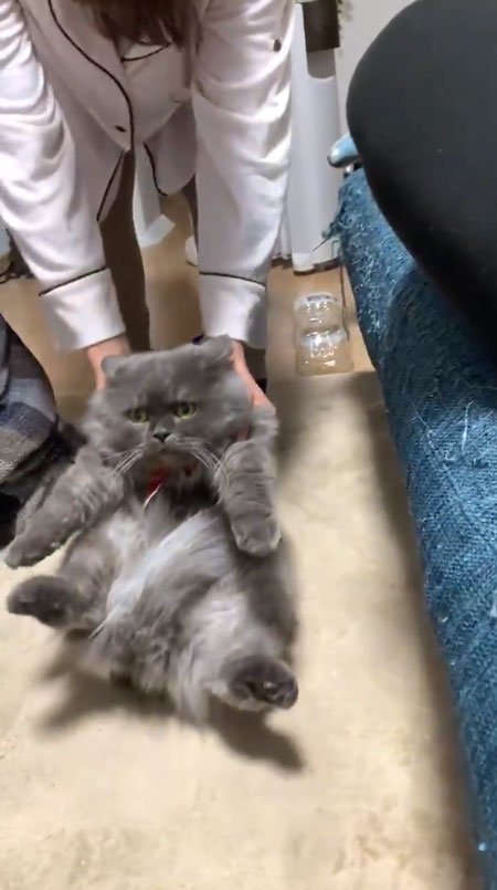 引きずられるちゃこべぇさん2