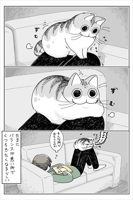 手を引っ張りだしたい猫ちゃん