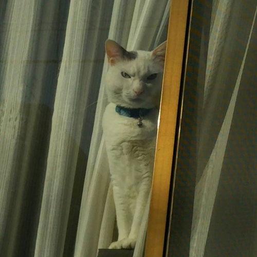 猫表情