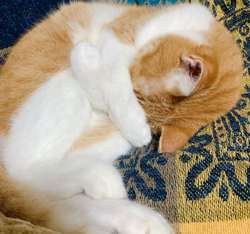 ブラインドと白い方の猫ちゃん