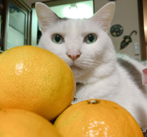 白い方の猫ちゃんとみかん