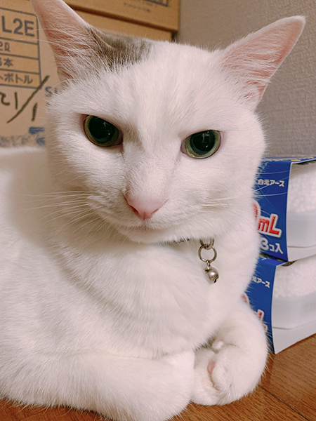 白い方の猫ちゃん顔アップめ