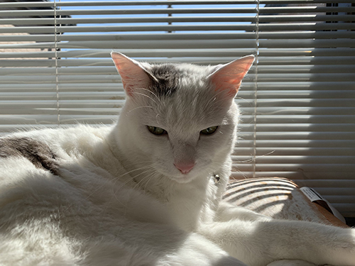 ブラインドと白い方の猫ちゃん