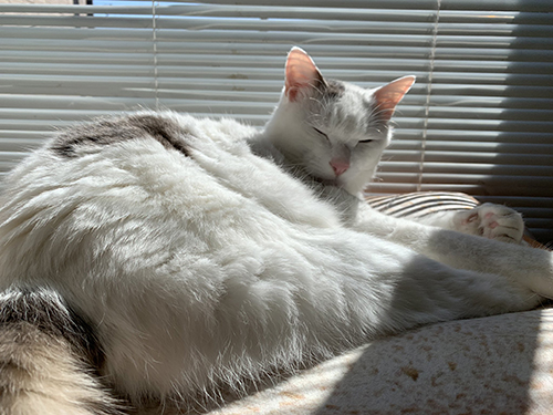 目を閉じる白い方の猫ちゃん