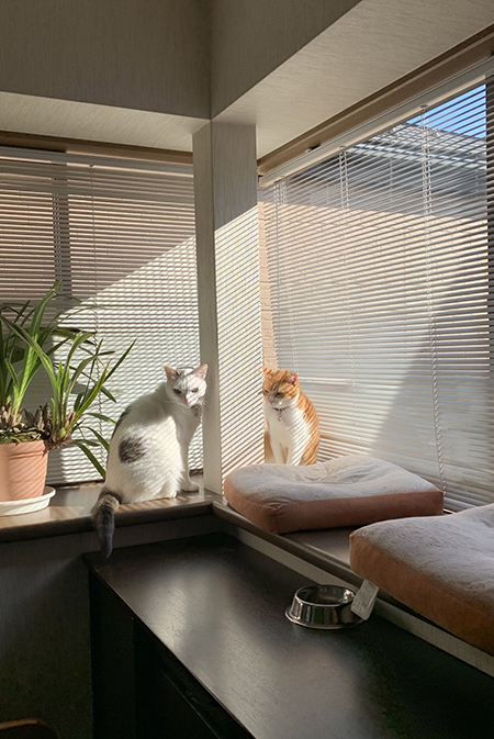 鋭い目をした猫ちゃん