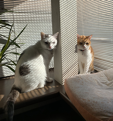 鋭い目をした猫ちゃんアップ