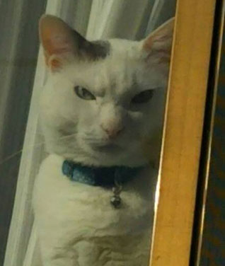 暗殺者猫ちゃんアップ