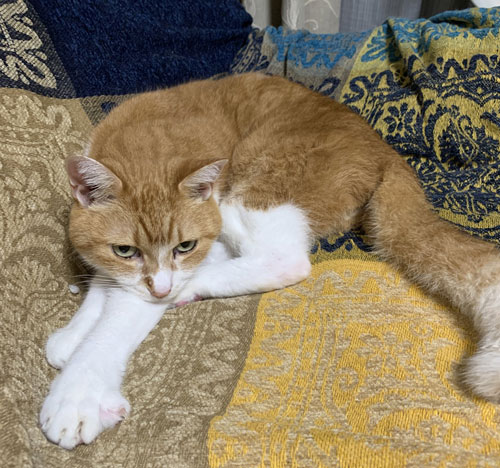 鋭い目線の茶色い方の猫ちゃん