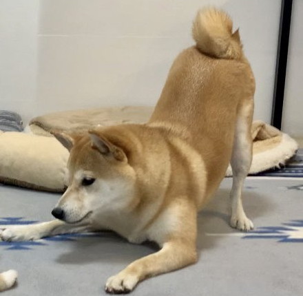 初めてのワンプロ