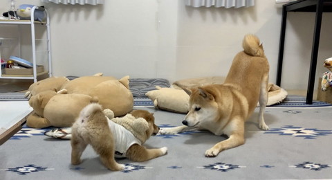 柴犬