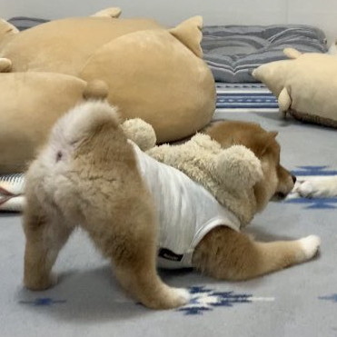 初めてのワンプロ