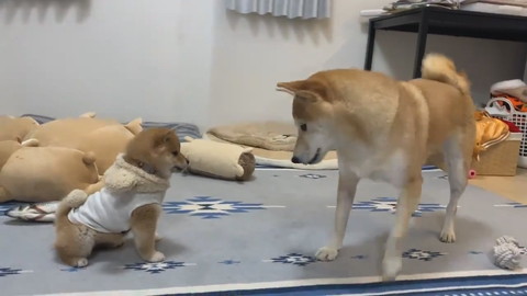 初めてのワンプロ