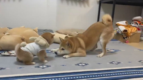 初めてのワンプロ