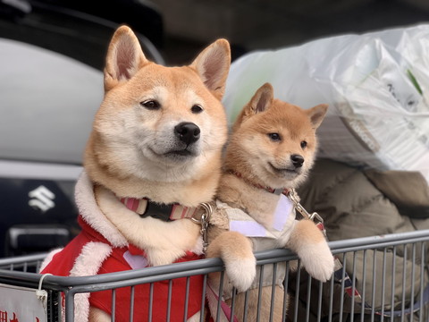 きなこちゃんとこむぎちゃん