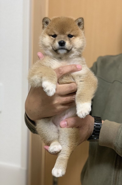 きなこちゃんとこむぎちゃん