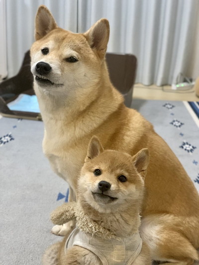 きなこちゃんとこむぎちゃん