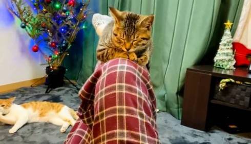 猫 ジュノちゃん わざわざそこで寝る