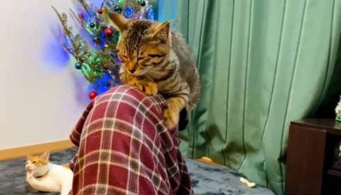 猫 ジュノちゃん わざわざそこで寝る