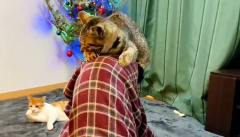 猫 ジュノちゃん わざわざそこで寝る