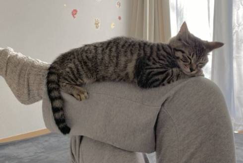 猫 ジュノちゃん わざわざそこで寝る