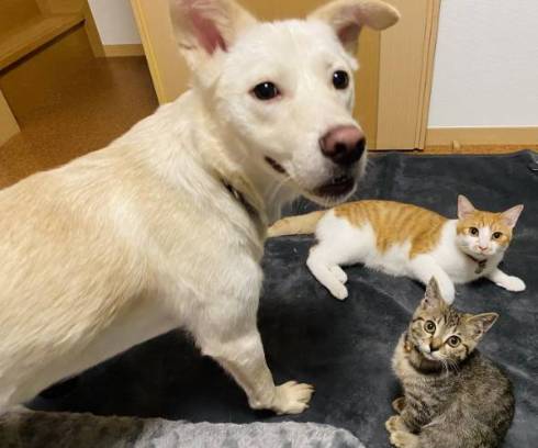 猫 ジュノちゃん わざわざそこで寝る