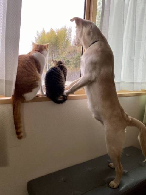 猫 ジュノちゃん わざわざそこで寝る