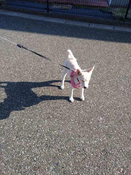 犬