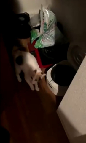 三毛猫ろくさん