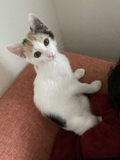 三毛猫ろくさん