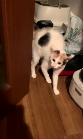 三毛猫ろくさん