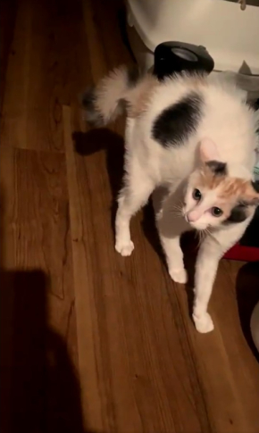 三毛猫ろくさん