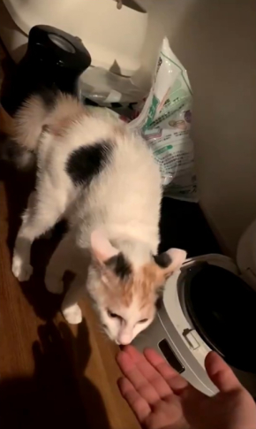 三毛猫ろくさん