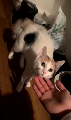 三毛猫ろくさん